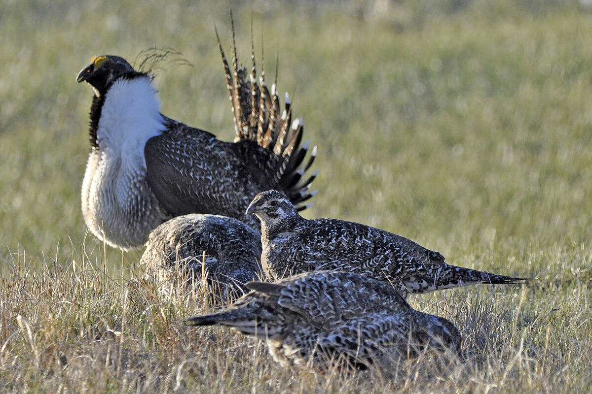 FILE - In this March 1, 2010 file photo, from the U.S. Fish and Wildlife Service, a bi-state sa ...