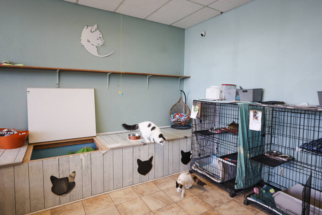 Cats play at Hearts Alive Village Cat Cafe, where guests can spend time with adoptable cats in ...