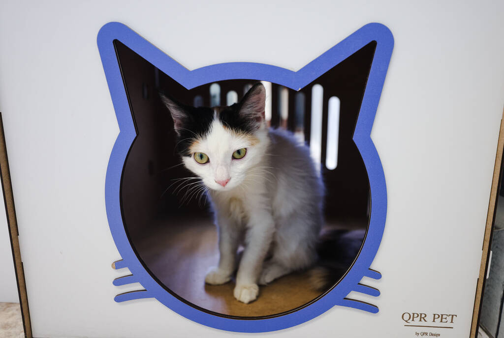 Pippa, an adoptable kitten at Hearts Alive Village Cat Cafe where guests can spend time with ad ...