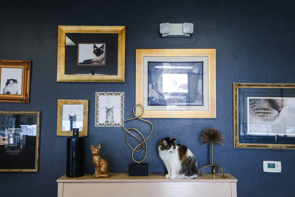 Muffin hangs out on a piano at Hearts Alive Village Cat Cafe, where guests can spend time with ...