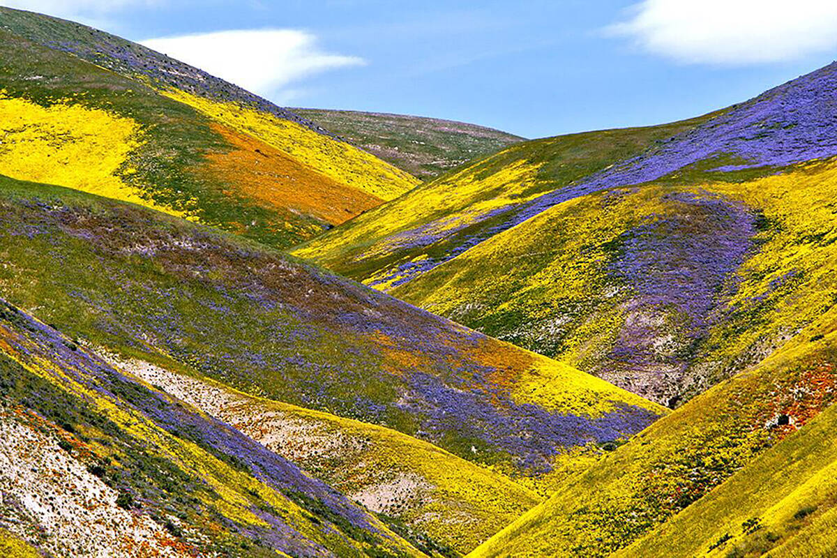 Southern California superbloom: Where to see wildflowers now | Nation and World - Vimarsana News