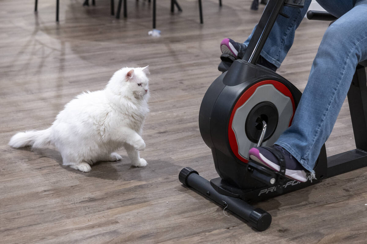 Donna Cooper's cat Cade bats at her exercise bike at her home in Front Royal, Va., on Friday, M ...