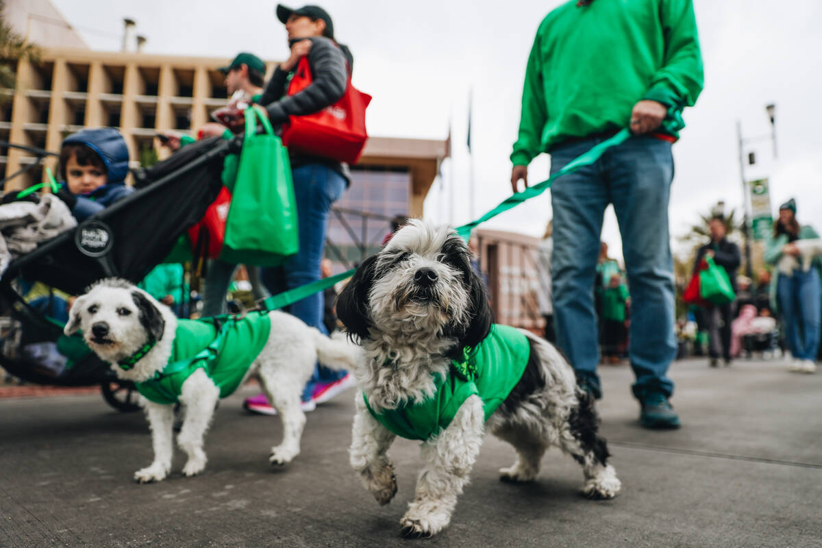 Dogs make their way down the street during the St. Patrick’s Day parade on Water Street ...