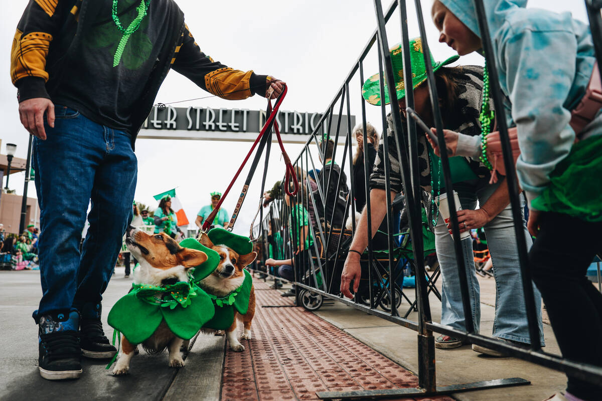 Corgis from Sin City Corgis, a corgi community group, participate in the St. Patrick’s D ...