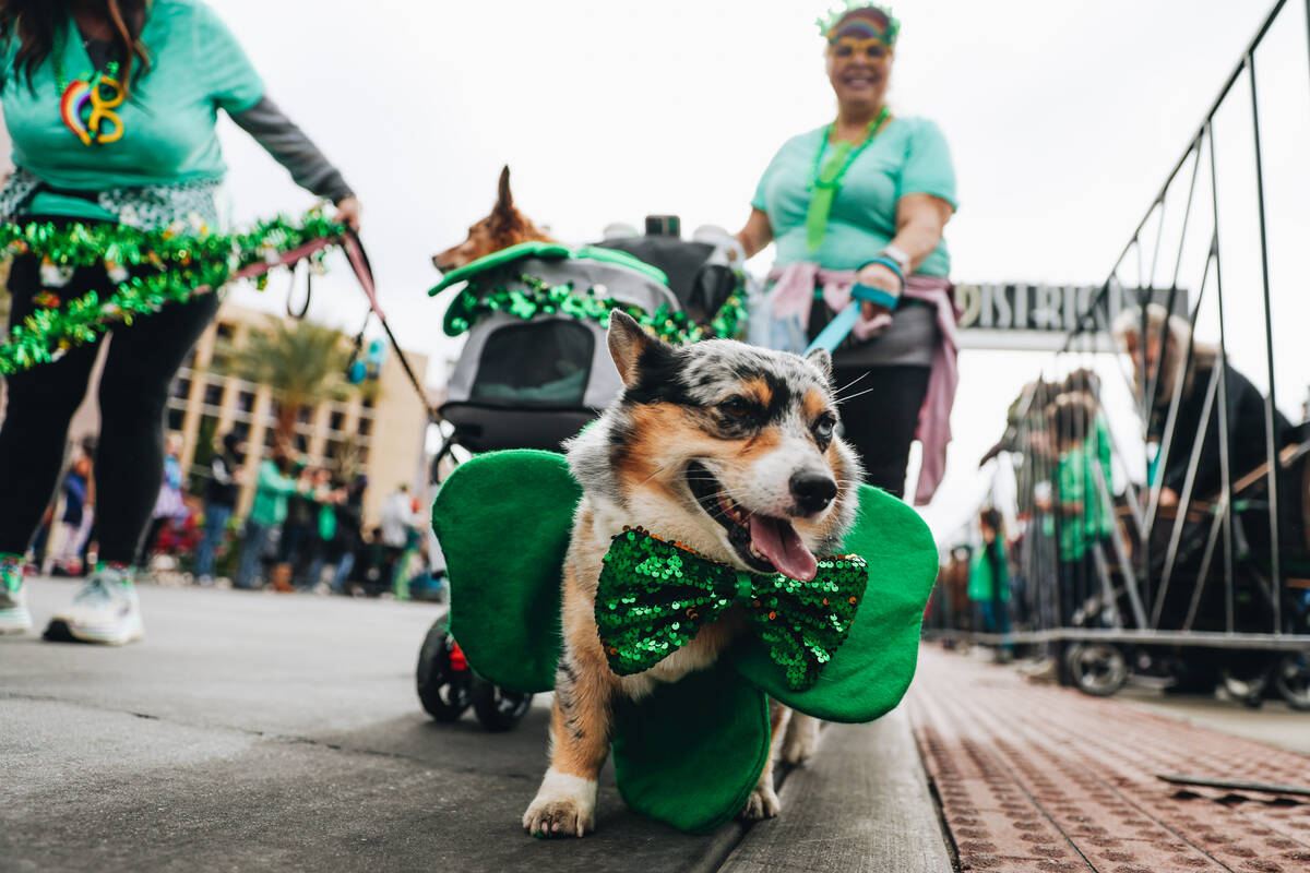 Corgis from Sin City Corgis, a corgi community group, participate in the St. Patrick’s D ...