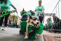 Corgis from Sin City Corgis, a corgi community group, participate in the St. Patrick’s D ...