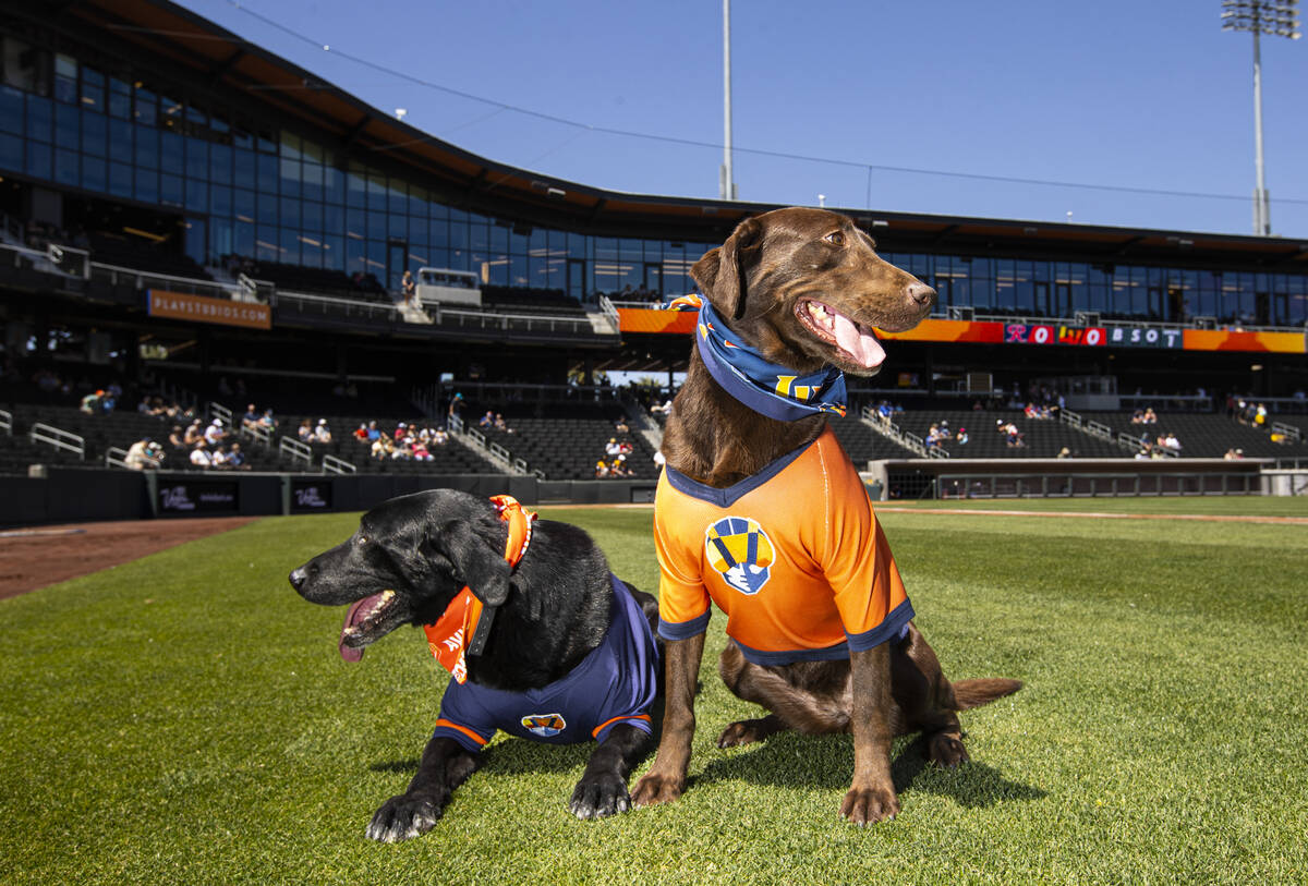 Las Vegas Aviators bat dogs Finn, left, and Lambo pose for a portrait before an Aviators bas ...