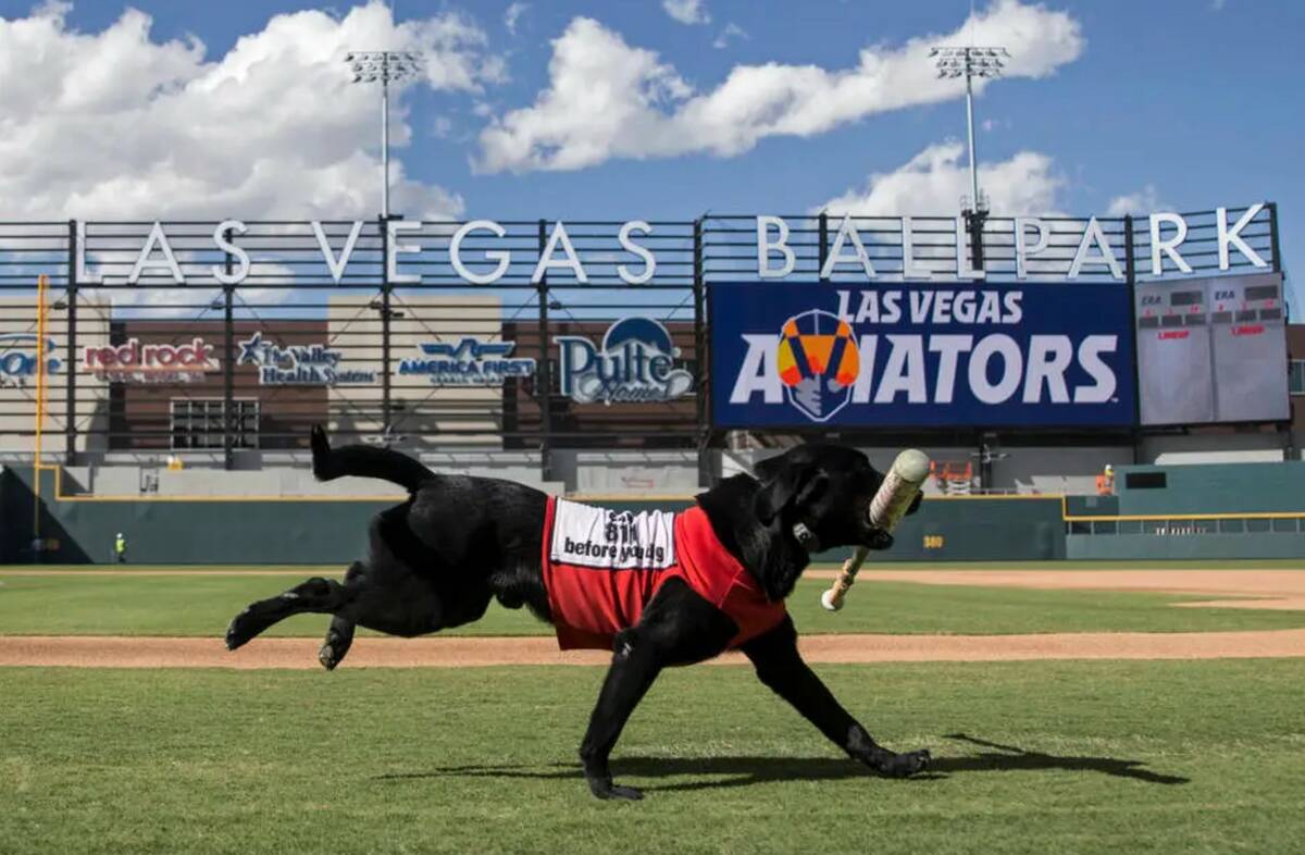 Finn the Bat Dog retrieves a bat at Aviators media day at Las Vegas Ballpark on Tuesday, April ...