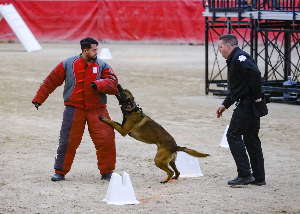 Jack, a police dog with the Fresno police department, bites on to a “decoy” man i ...