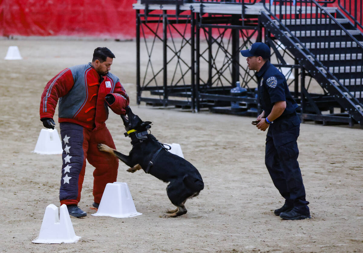 Harley, a police dog with the West Jordan police department, bites on to a “decoy&#x201d ...