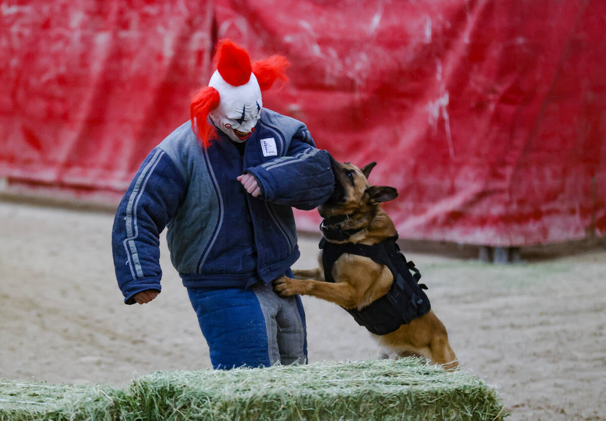 Leo, a police dog with the Cottonwood Heights police department, bites on to a “decoy&#x ...
