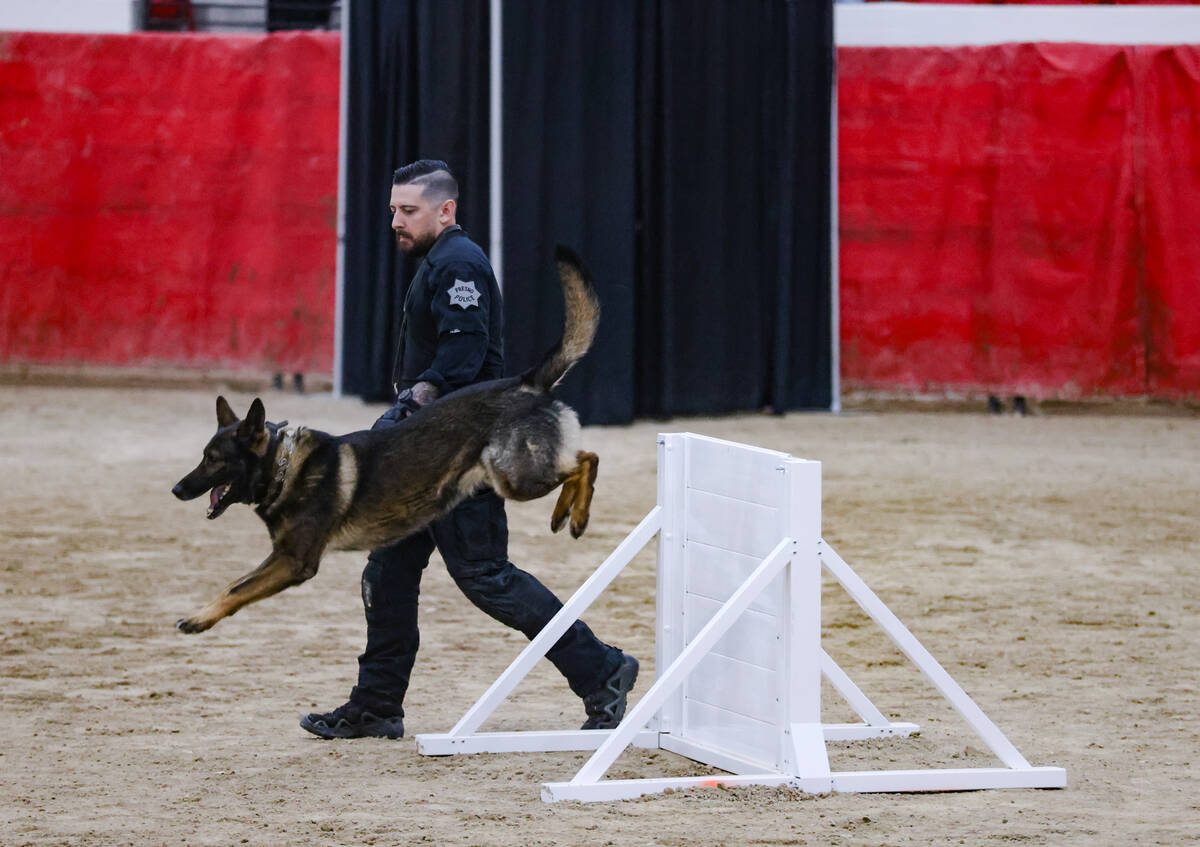 Fresno police department officer Sean Loy guides his dog Major through a jump during the 32nd A ...