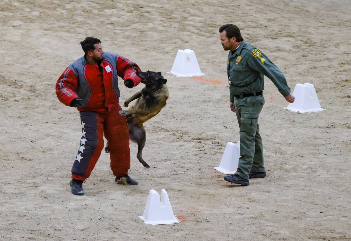 Bones, a police dog with the Las Vegas Metropolitan police department, bites on to a “de ...