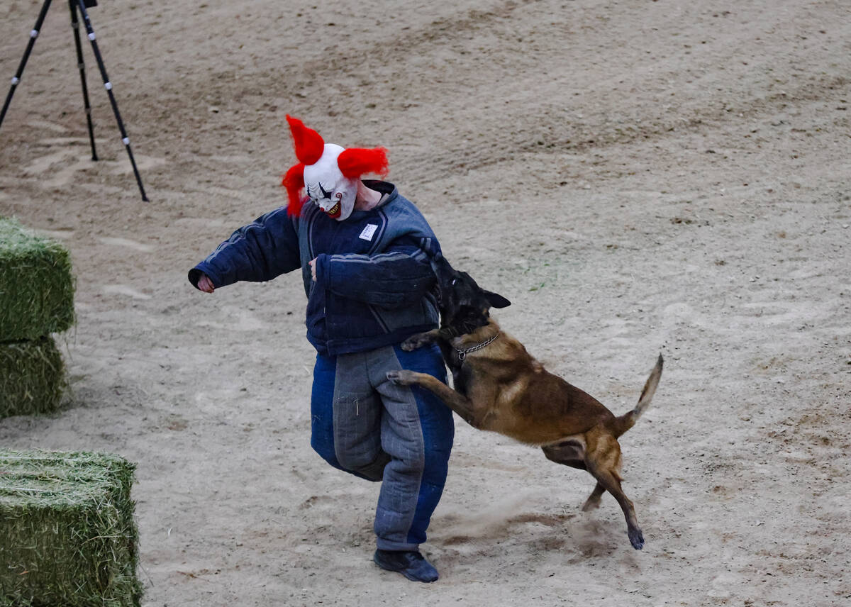 Bones, a police dog with the Las Vegas Metropolitan police department, bites on to a “de ...