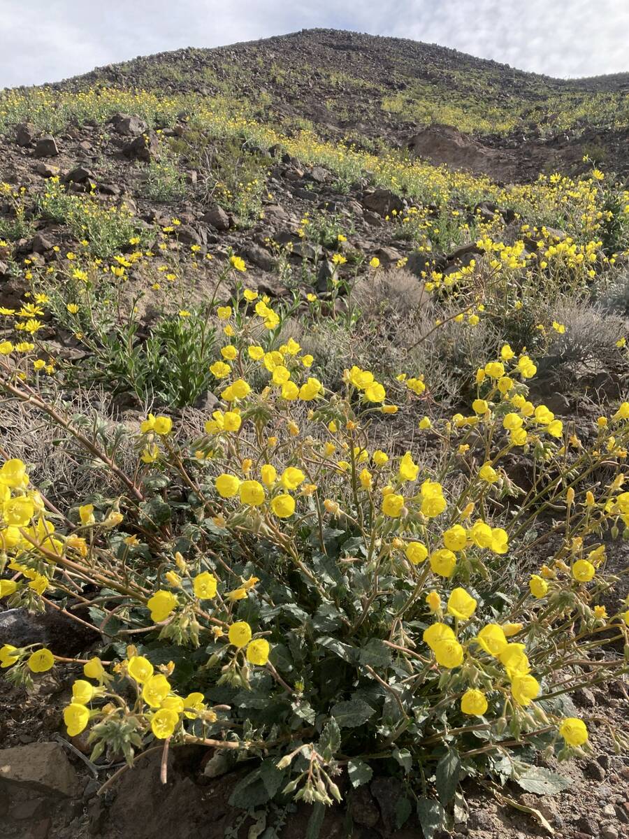 Suncups stripe the hillside heading up to Dantes View. Remember to park safely and completely o ...