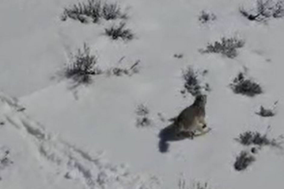 Three gray wolves may have been spotted in Nevada this month. (Nevada Department of Wildlife)