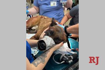 A photo shows Enzo receiving treatment after being stabbed in the 1200 block of Las Vegas Boule ...