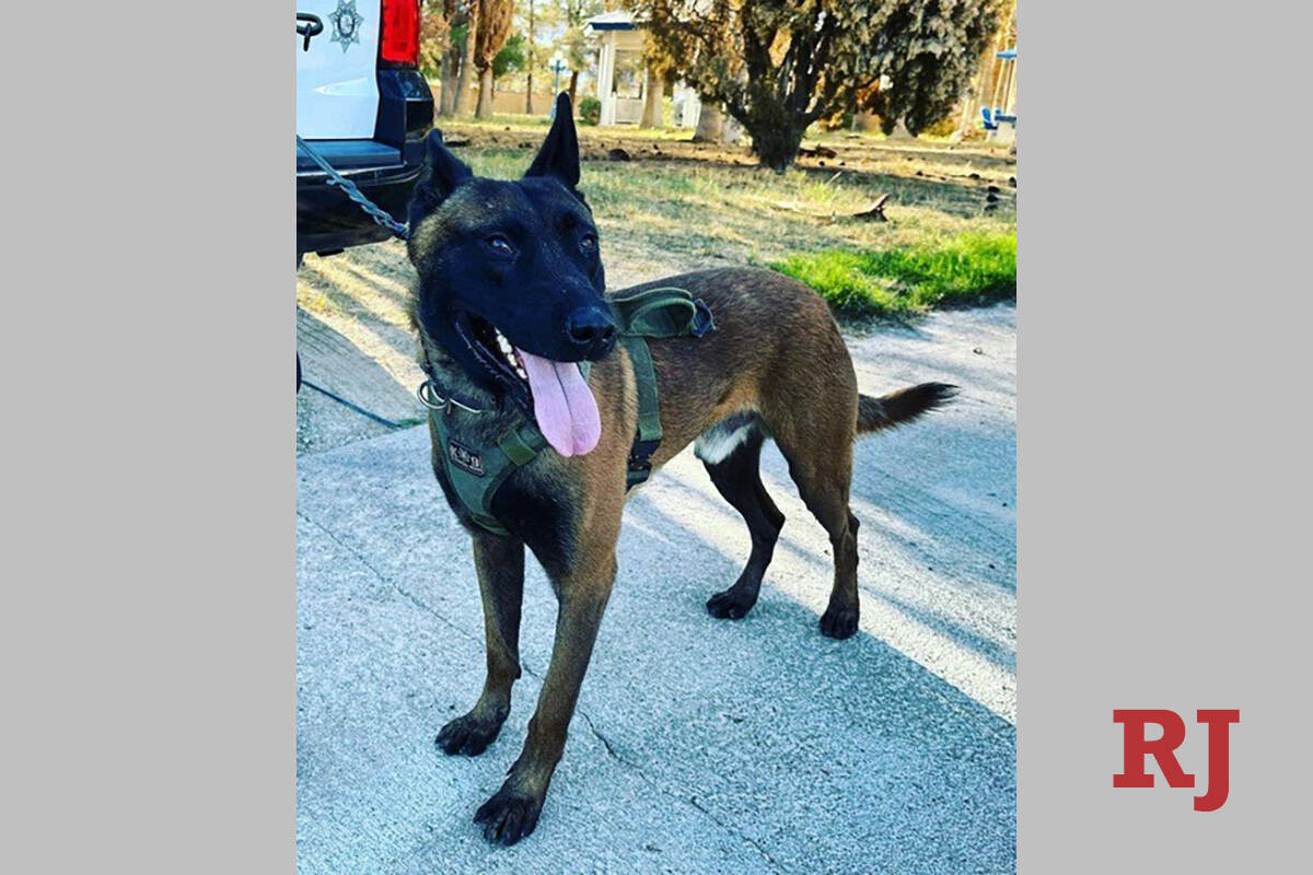 Enzo is a Belgian Malinois and almost three years old. He has been with Metro for approximately ...