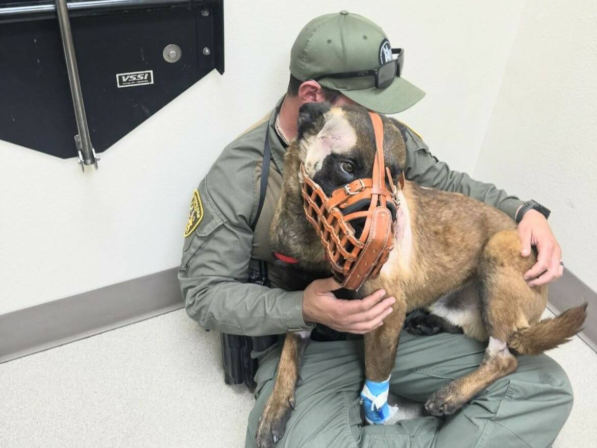 Enzo, a Metropolitan Police Department K9, sits on the lap of a Metro police officer in a post ...