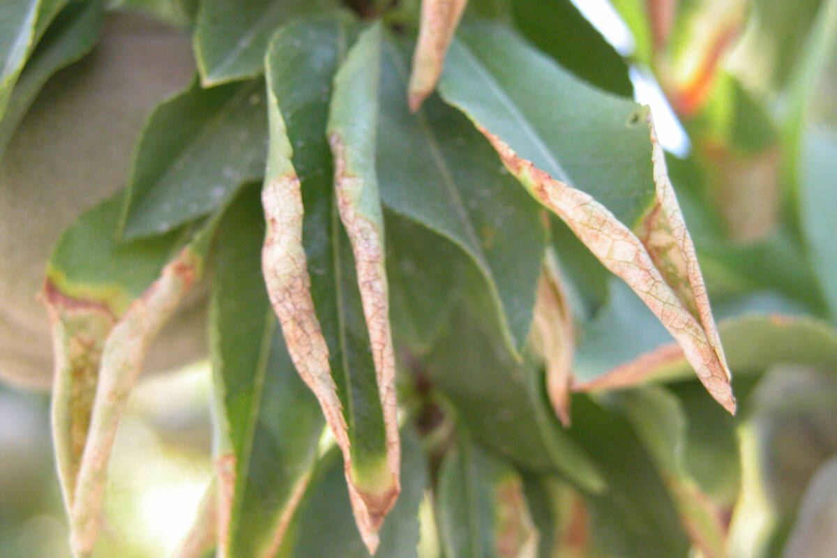 Boron damage to an almond tree in North Las Vegas. High levels of boron can be a problem in des ...