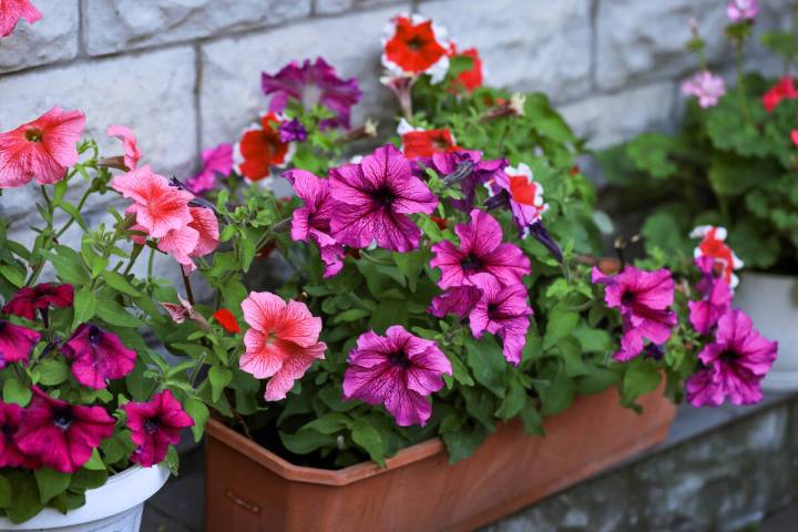 Petunias are not known for handling summer heat. They typically prefer cooler temperatures. (Ge ...