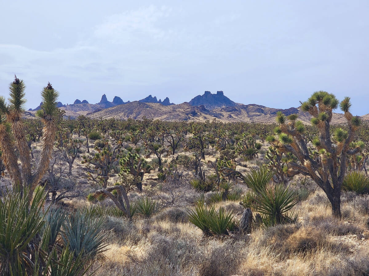 Whimsical turrets of Castle Peaks are seen here from Walking Box Ranch Road in Avi Kwa Ame Nati ...