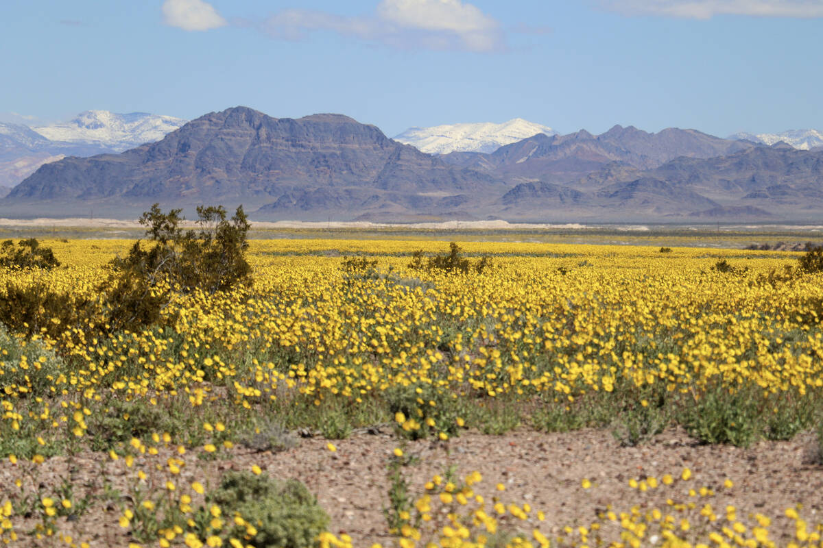 Desert gold wildflowers bloom at the north end of Ash Meadows National Wildlife Refuge in Amarg ...