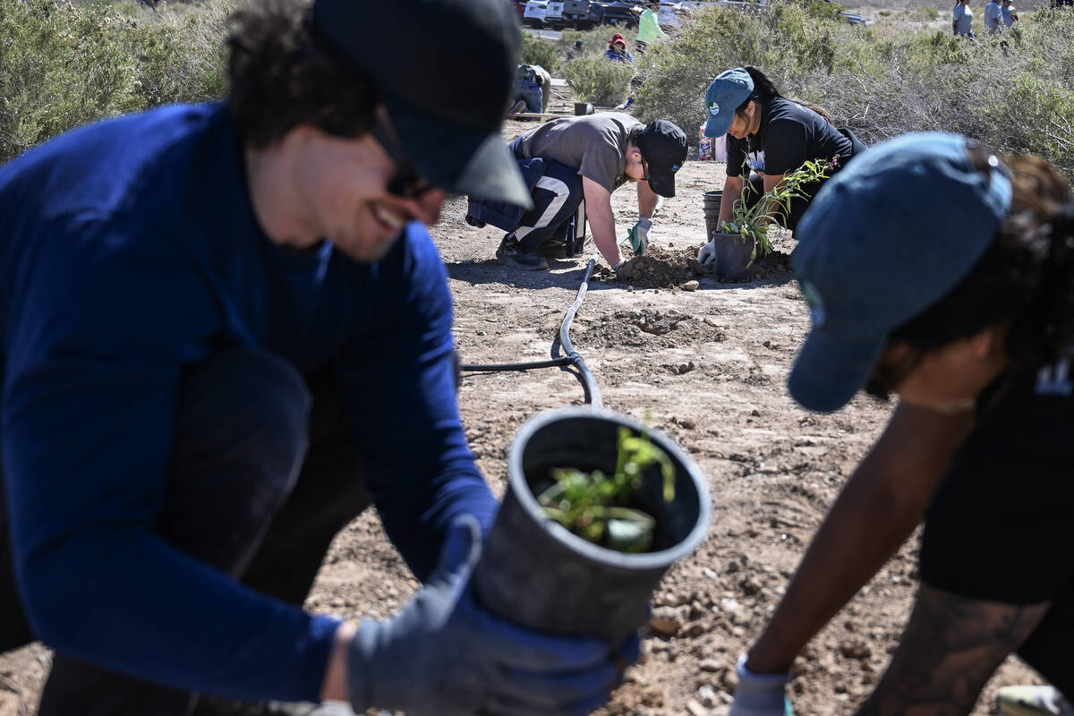 Volunteers take part in the Las Vegas Wash Coordination Committee’s “Wash Green-U ...