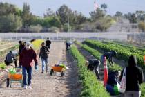 People pick produce at Gilcrease Orchard in Las Vegas Thursday, April 20, 2023. (K.M. Cannon/La ...