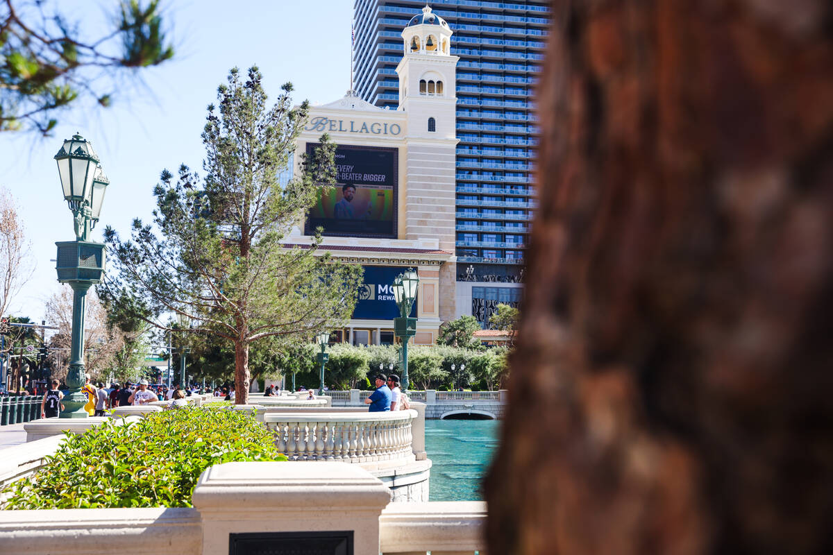 Trees in front of the Bellagio hotel-casino on the Strip in Las Vegas, Thursday, April 11, 2024 ...