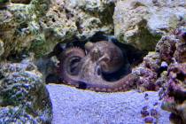 This undated photo taken by Cameron Clifford, shows Terrance, the pet octopus his son Cal adopt ...