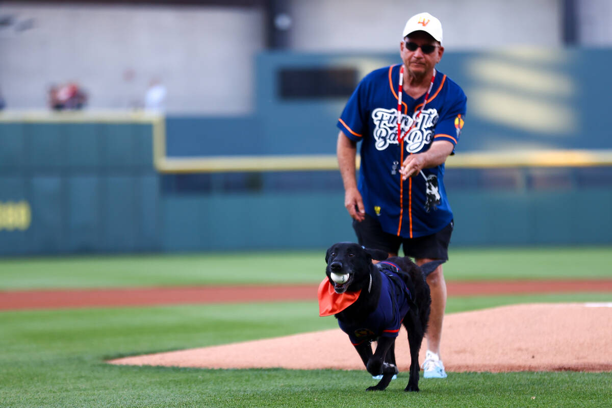 Finn the Bat Dog runs the first pitch in with instruction from his trainer Fred Hassen during a ...
