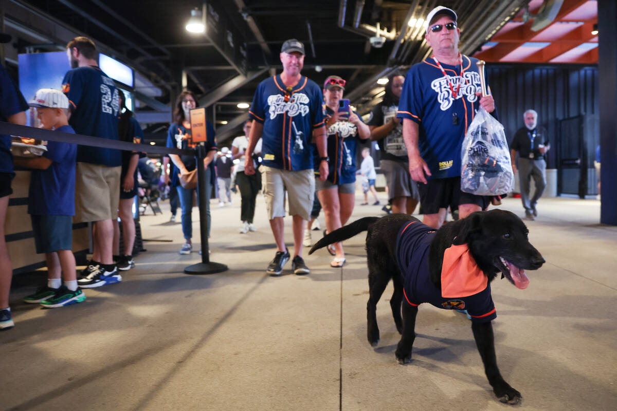 Finn the Bat Dog heads to pose for photos with fans after being honored for his time as the Las ...