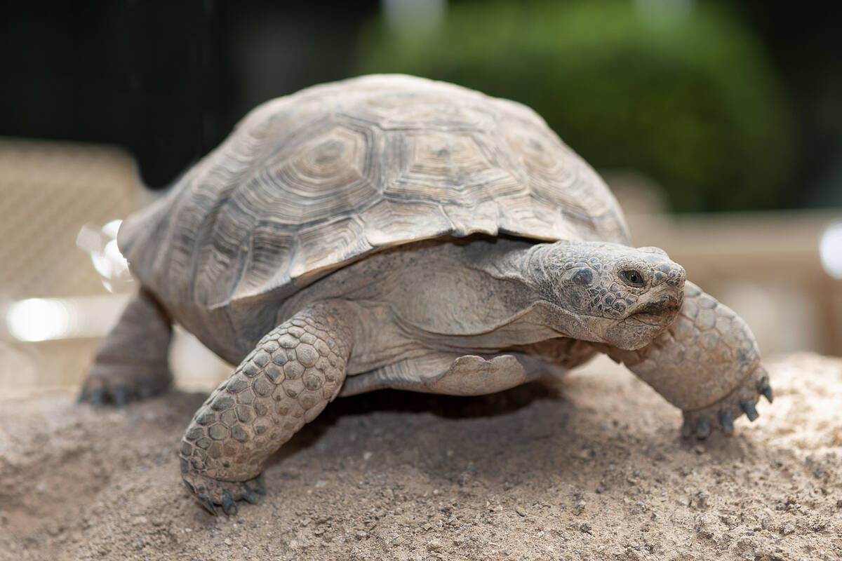 Wattson the tortoise. (NV Energy)