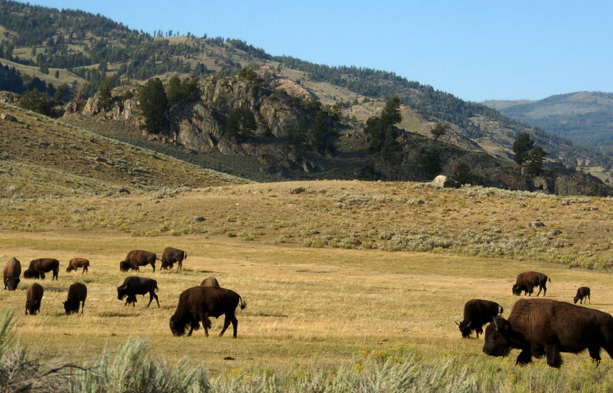 A herd of bison grazes in the Lamar Valley of Yellowstone National Park on Aug. 3, 2016. (AP Ph ...