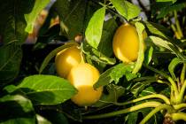For a Meyer lemon tree, the first thinning is done when fruit is about the size of your thumbna ...