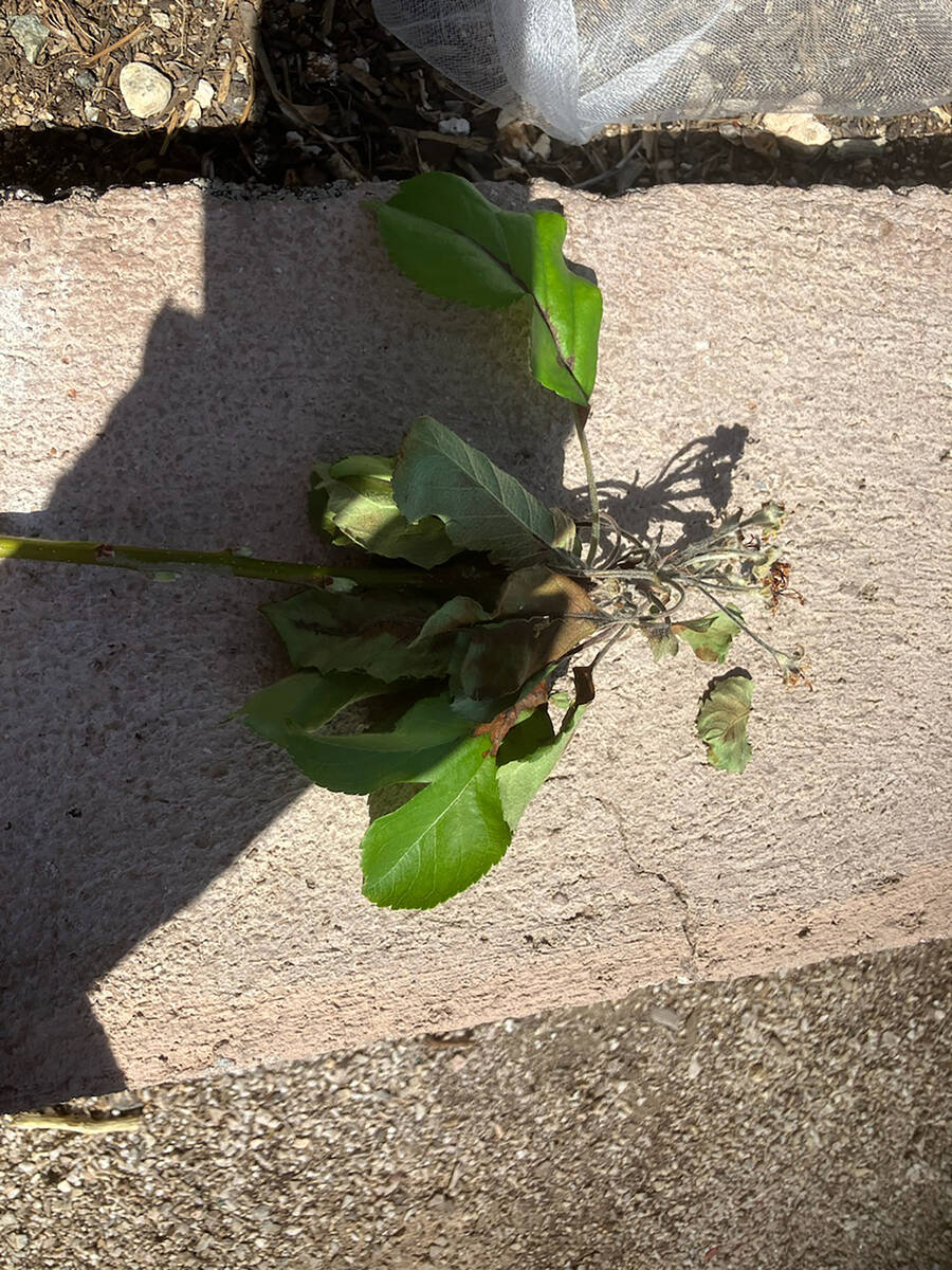 Possible fireblight, a nasty bacterial disease, on an apple tree. (Bob Morris)