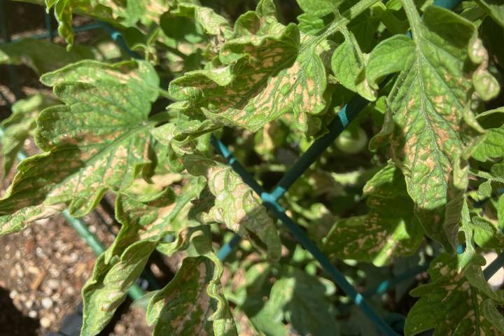 Tomato disease, possibly late blight or Septoria leaf spot. (Bob Morris)