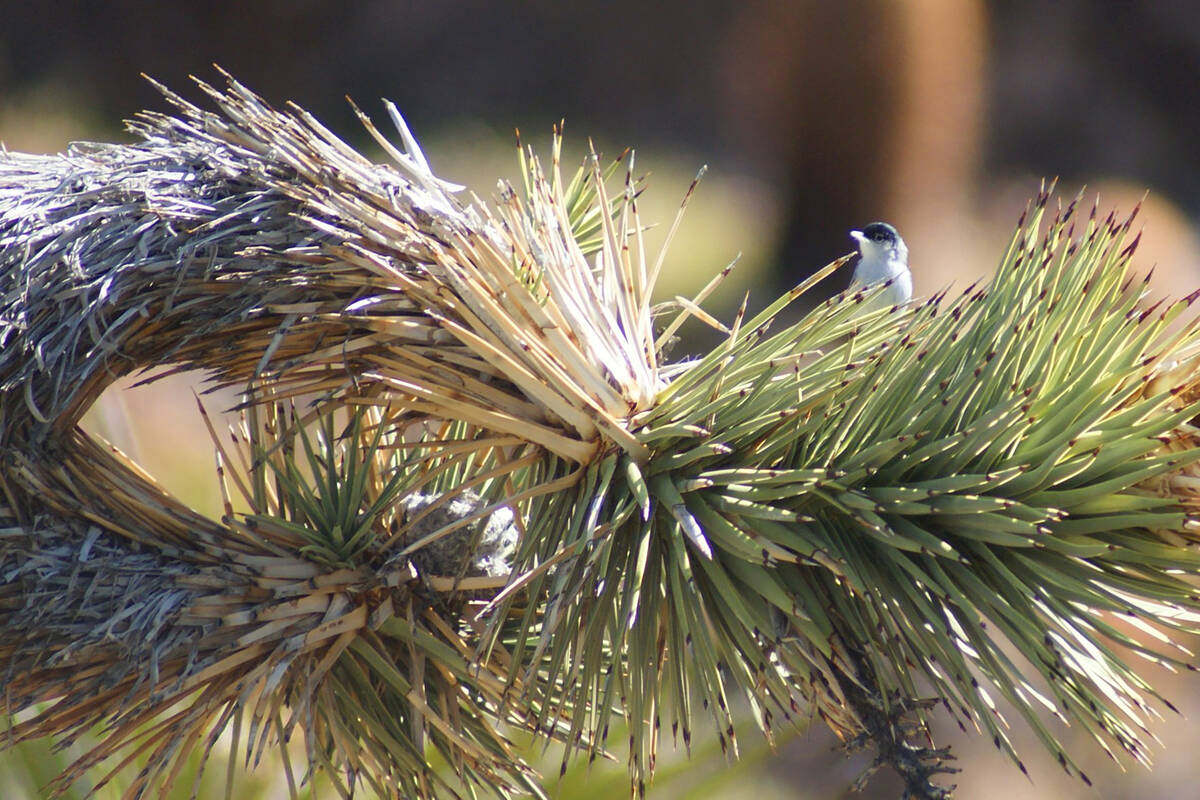 A black-tailed gnatcatcher tends to its nest in a Joshua tree at Red Rock during a previous spr ...