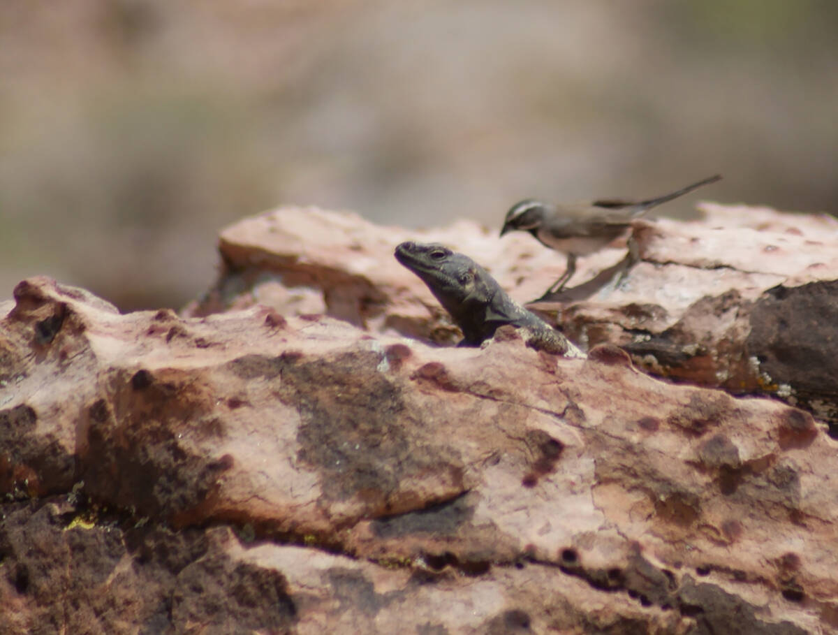 A brave black-throated sparrow challenges a chuckwalla at Calico Basin in spring 2023. (Natalie ...