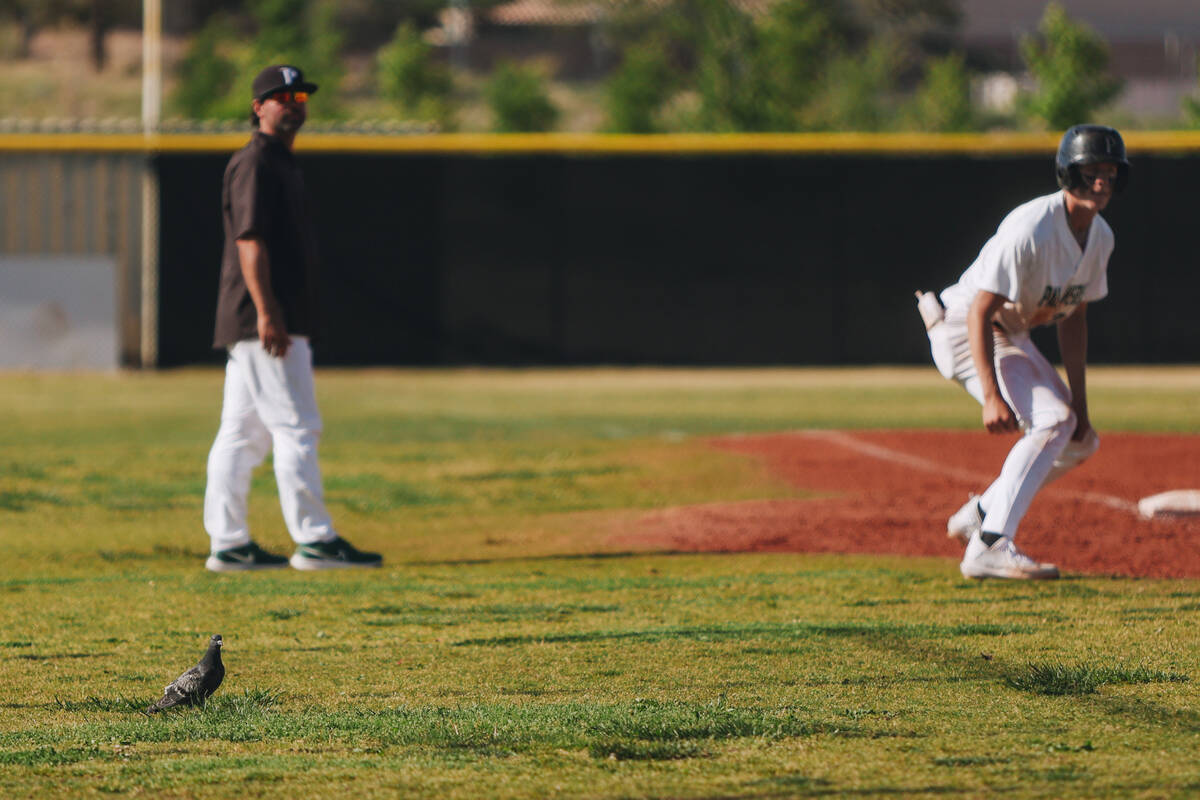 A pigeon gets a front row view of a baseball game between Sierra Vista and Palo Verde at Palo V ...