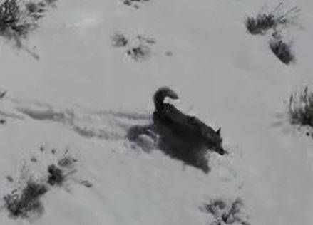 The animals that wildlife officials suspected to be wolves in Nevada were found to be coyotes t ...