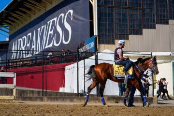 Kentucky Derby winner and Preakness Stakes entrant Mystik Dan leaves the track after a workout ...