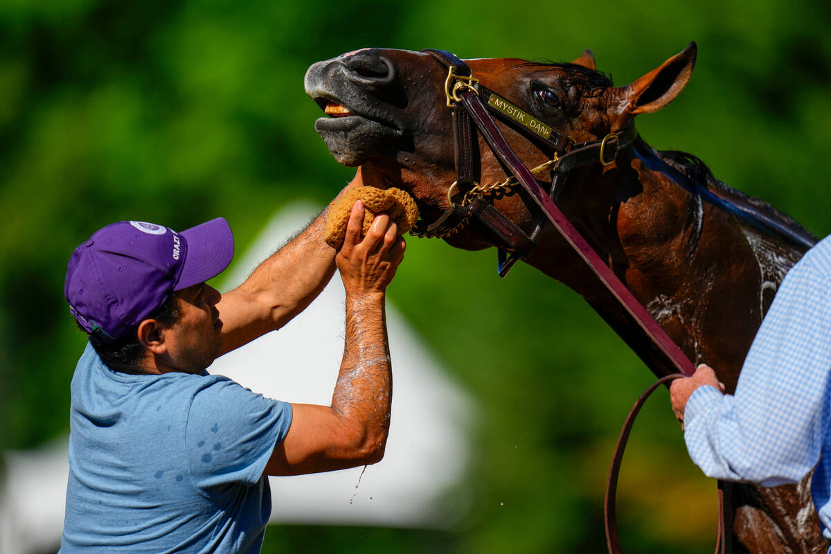 Osvaldo Hernandez bathes Kentucky Derby winner and Preakness Stakes entrant Mystik Dan after a ...