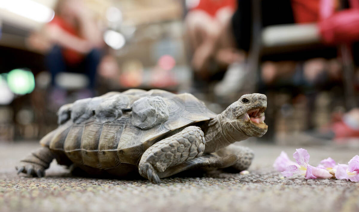 Goldfarb Elementary School students check out Mojave Max during a field trip at the Springs Pre ...