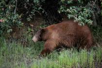 A black bear wanders along Canyon Road on Wednesday March 25, 2020, in Arcadia, California. (Ir ...