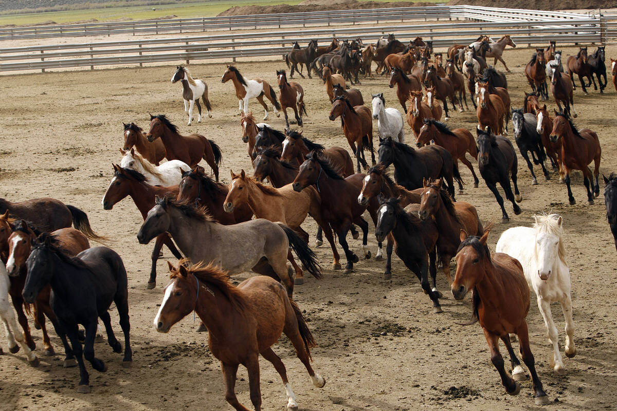 Wild horses run around in a fenced field at the Stewart Conservation Camp in Carson City in 201 ...