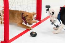 The NHL is celebrating the Stanley Cup Playoffs with its "Stanley Pup" special, which is set to ...