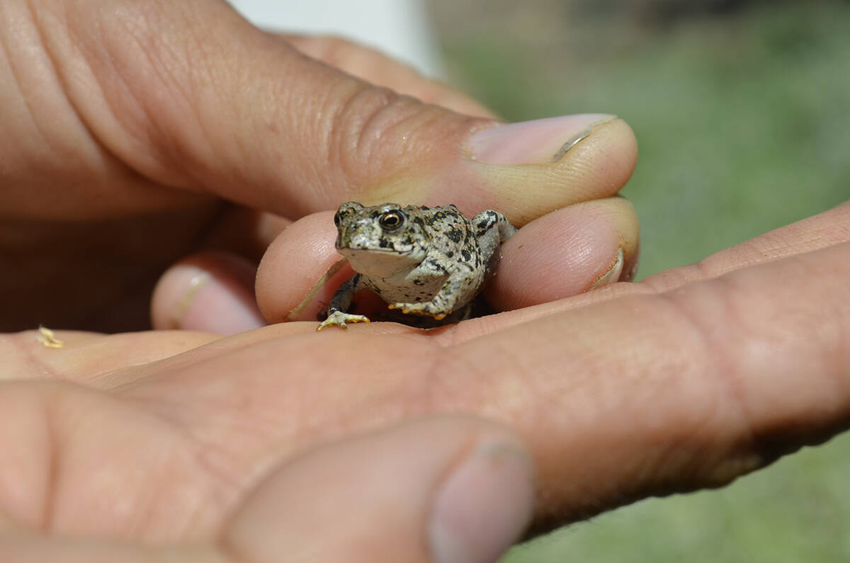 Nevada toad could go extinct due to gold mining, petition says