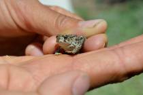 The Amargosa toad, a species that is endemic to the Oasis Valley in the Amargosa Desert in Neva ...
